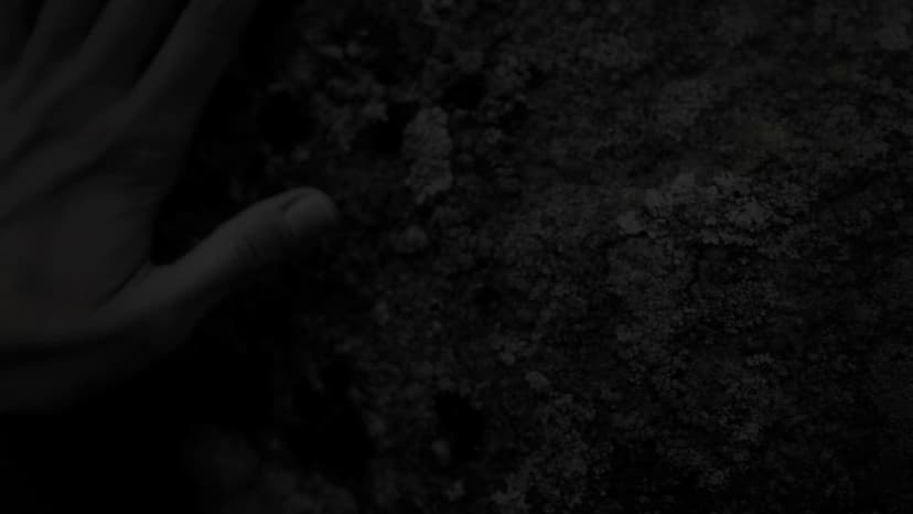 WonderSearch launch post on X
